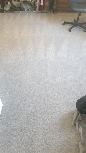 benefits of hiring professional carpet cleaning company find out more Why You Should Hire A Professional Carpet Cleaning Company